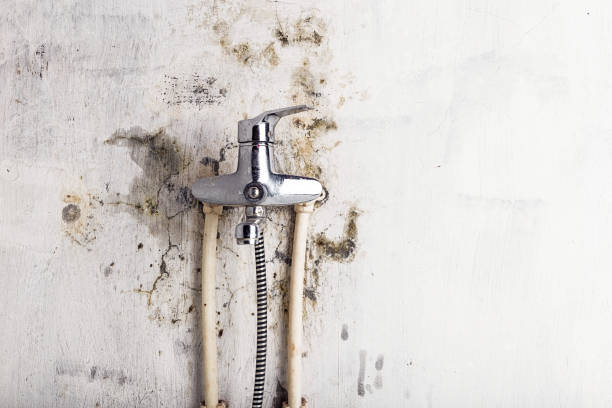 Best Local Mold Removal Service  in Glen Lyon, PA