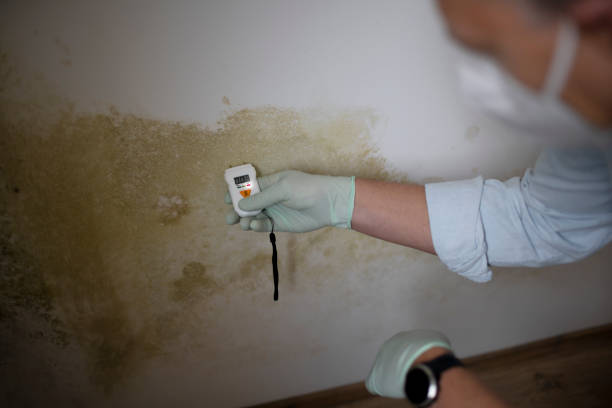 Best Attic Mold Removal  in Glen Lyon, PA