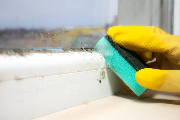 Best Home Mold Removal  in Glen Lyon, PA
