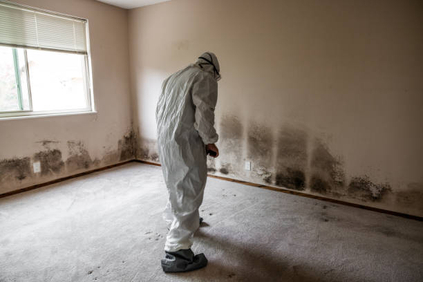 Best Toxic Mold Removal  in Glen Lyon, PA