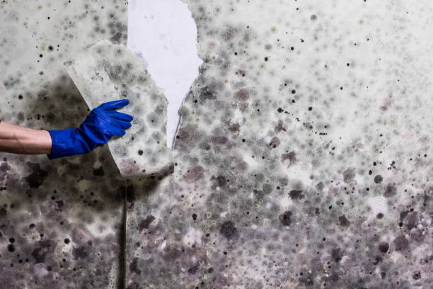 Best Best Mold Removal Companies  in Glen Lyon, PA