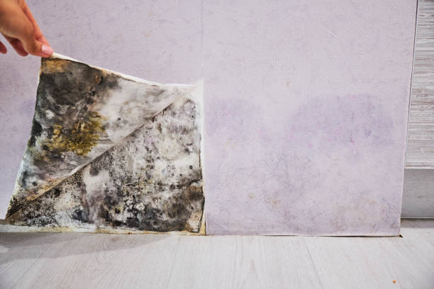 Best Mold Removal Company Near Me  in Glen Lyon, PA